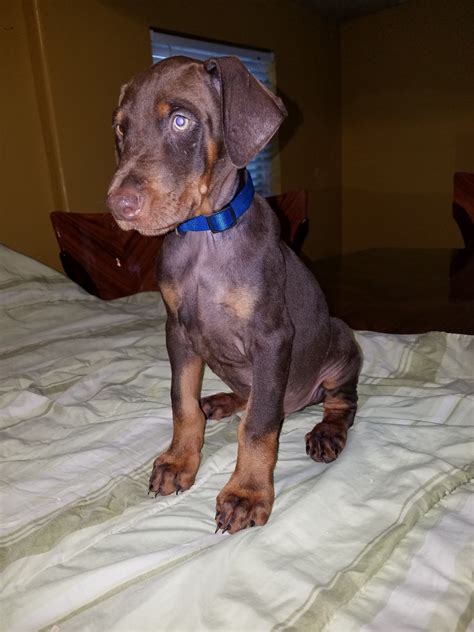 doberman pinscher for sale texas|doberman puppies houston.